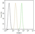 S100B Antibody in Flow Cytometry (Flow)