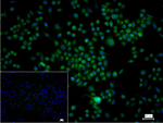 Bcl-2 Recombinant Rabbit Monoclonal Antibody (3E3)