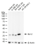 Bcl-2 Antibody in Western Blot (WB)