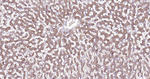 VEGF-165 Monoclonal Antibody (2A2)