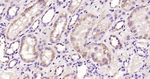 VEGF-165 Antibody in Immunohistochemistry (Paraffin) (IHC (P))