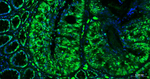 PCNA Antibody in Immunohistochemistry (Paraffin) (IHC (P))