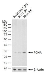 PCNA Antibody in Western Blot (WB)