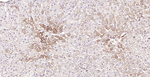Oxidized LDL Antibody in Immunohistochemistry (Paraffin) (IHC (P))