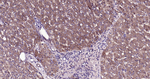 Oxidized LDL Antibody in Immunohistochemistry (Paraffin) (IHC (P))