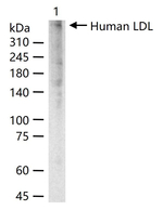 LDL Antibody in Western Blot (WB)
