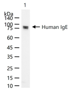 Human IgE Monoclonal Antibody (6F10)