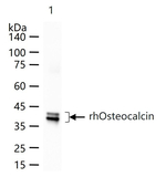 Osteocalcin Monoclonal Antibody (2F8)