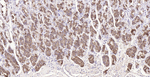 PGC Antibody in Immunohistochemistry (Paraffin) (IHC (P))