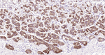PGC Antibody in Immunohistochemistry (Paraffin) (IHC (P))