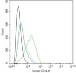 CD1 Monoclonal Antibody (HI149)