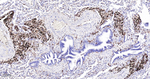 CD18 Antibody in Immunohistochemistry (Paraffin) (IHC (P))