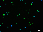 CD43 Antibody in Immunocytochemistry (ICC/IF)