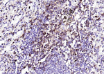 CD43 Antibody in Immunohistochemistry (Paraffin) (IHC (P))