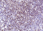 CD43 Antibody in Immunohistochemistry (Paraffin) (IHC (P))