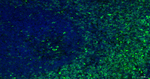 CD43 Antibody in Immunohistochemistry (Paraffin) (IHC (P))