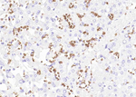 CD235a Antibody in Immunohistochemistry (Paraffin) (IHC (P))
