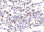 CD235a Antibody in Immunohistochemistry (Paraffin) (IHC (P))