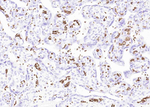 CD235a Antibody in Immunohistochemistry (Paraffin) (IHC (P))