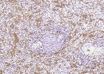 CD235a Antibody in Immunohistochemistry (Paraffin) (IHC (P))
