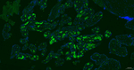 CD235a Antibody in Immunohistochemistry (Paraffin) (IHC (P))
