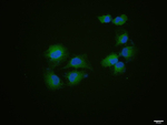 CD34 Antibody in Immunocytochemistry (ICC/IF)