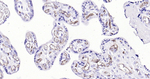 CD34 Antibody in Immunohistochemistry (Paraffin) (IHC (P))