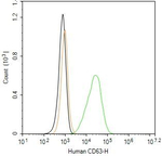 CD63 Monoclonal Antibody (3B12)