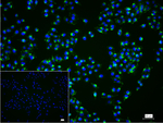 CD63 Antibody in Immunocytochemistry (ICC/IF)