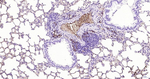 Ly-6C Antibody in Immunohistochemistry (Paraffin) (IHC (P))