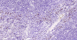 Ly-6C Antibody in Immunohistochemistry (Paraffin) (IHC (P))