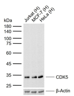 CDK5 Monoclonal Antibody (1D8)