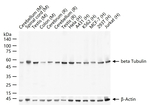 beta Tubulin Recombinant Rabbit Monoclonal Antibody (2F10)