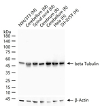 beta Tubulin Antibody in Western Blot (WB)