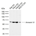 Annexin A6 Monoclonal Antibody (8D11)