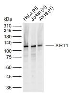 SIRT1 Monoclonal Antibody (7C5)