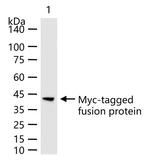 Myc Tag Monoclonal Antibody (5E8)