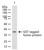 GST Recombinant Rabbit Monoclonal Antibody (1C14)