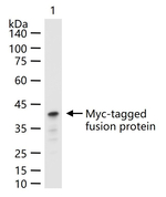 Myc Tag Antibody in Western Blot (WB)