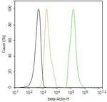 beta Actin Antibody in Flow Cytometry (Flow)