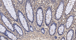 beta Actin Recombinant Rabbit Monoclonal Antibody (7B7)