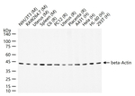 beta Actin Antibody in Western Blot (WB)