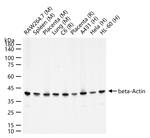 beta Actin Antibody in Western Blot (WB)