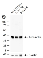 beta Actin Antibody in Western Blot (WB)