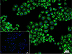 beta Tubulin Recombinant Rabbit Monoclonal Antibody (7G3)