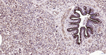 beta Tubulin Antibody in Immunohistochemistry (Paraffin) (IHC (P))