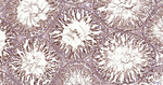 beta Tubulin Antibody in Immunohistochemistry (Paraffin) (IHC (P))