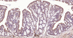 beta Tubulin Antibody in Immunohistochemistry (Paraffin) (IHC (P))
