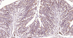 beta Tubulin Antibody in Immunohistochemistry (Paraffin) (IHC (P))