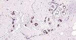beta Tubulin Antibody in Immunohistochemistry (Paraffin) (IHC (P))